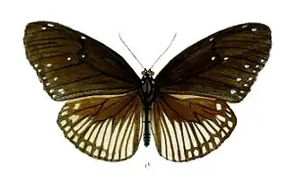 Euploea alcathoe