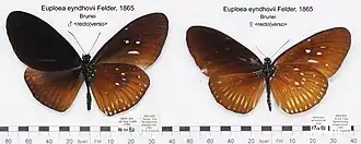Euploea eyndhovii