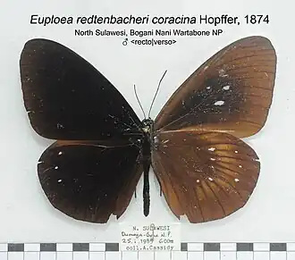 Euploea redtenbacheri