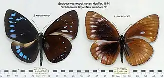 Euploea westwoodii