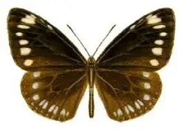 Euploea darchia