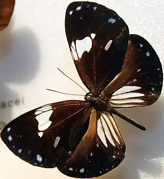 Euploea diocletianus
