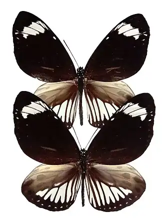 Euploea tobleri