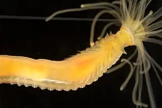 Eupolymnia nesidensis