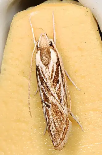 Eupragia hospita