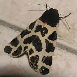 Cymbalophora oertzeni
