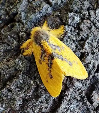 Euproctis aethiopica