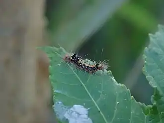 Euproctis dissimilis