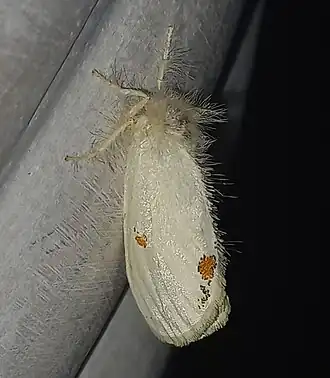 Euproctis haemodetes