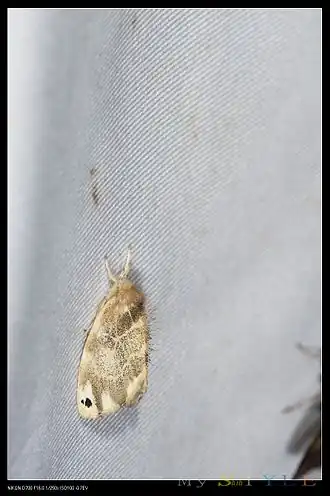 Euproctis kanshireia