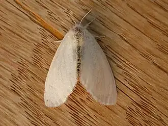 Euproctis melanosoma