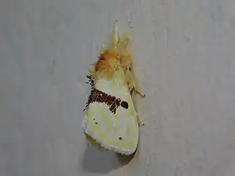 Euproctis molunduana