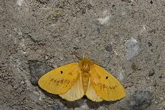 Euproctis nigricauda