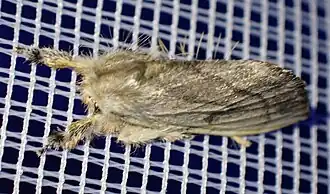 Euproctis parallelaria