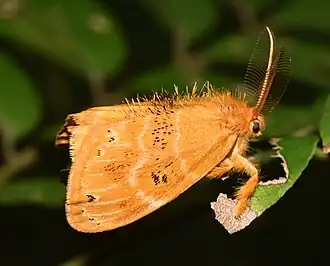Euproctis punctifera