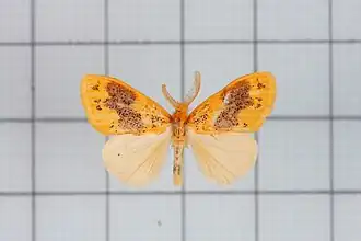 Euproctis purpureofasciata