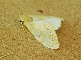 Euproctis rubroguttata