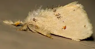 Euproctis straminicolor