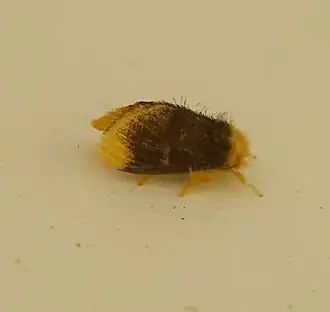 Euproctis subnobilis