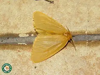 Euproctis terminalis