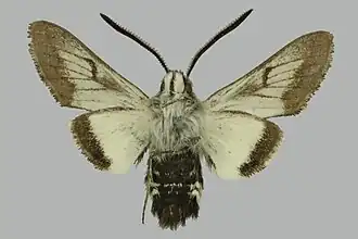 Euproserpinus phaeton