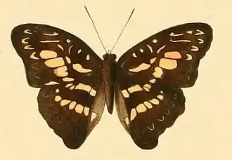 Euptera elabontas