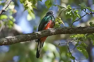 Geoorde trogon