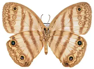 Euptychia mollina