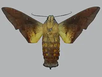 Eupyrrhoglossum corvus