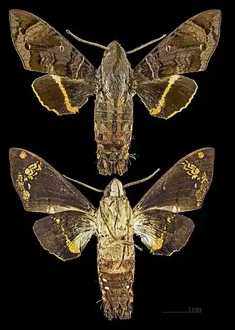 Eupyrrhoglossum sagra