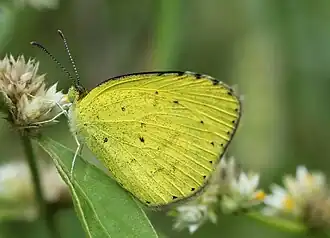 Eurema brigitta