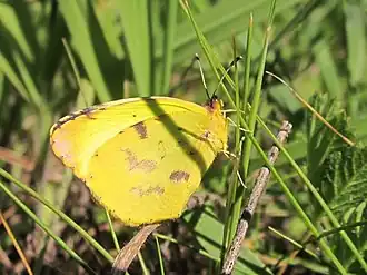 Eurema deva