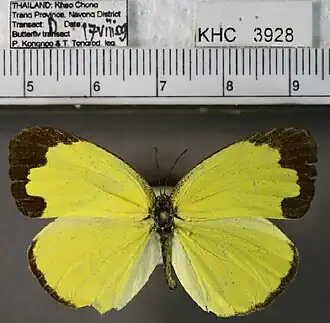 Eurema lacteola
