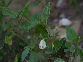 Eurema messalina