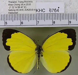 Eurema simulatrix