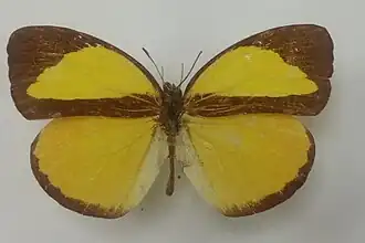 Eurema tilaha