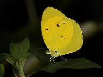 Eurema tominia