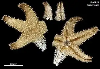 Euretaster attenuatus