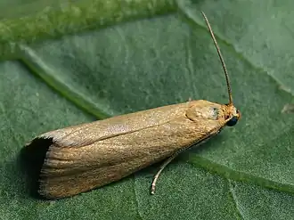 Eurhodope cirrigerella