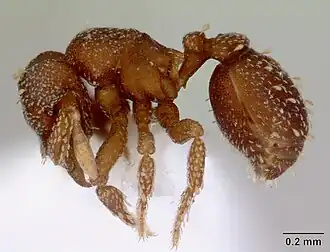 Eurhopalothrix australis