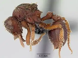 Eurhopalothrix bolaui