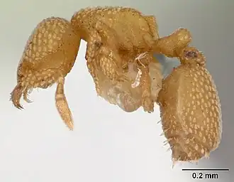 Eurhopalothrix bruchi