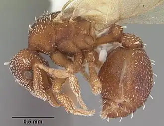 Eurhopalothrix floridana