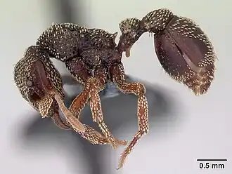 Eurhopalothrix insidiatrix