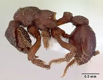 Eurhopalothrix procera