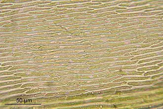 geplooid snavelmos, laminacellen