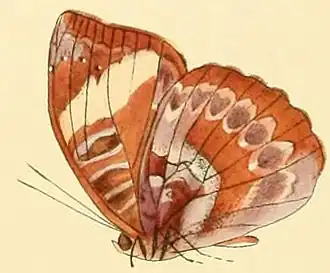 Euriphene aridatha