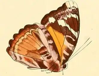Euriphene atossa