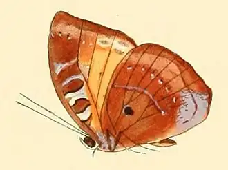 Euriphene milnei