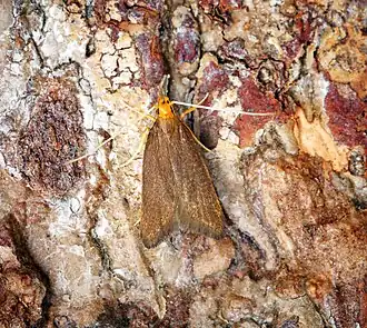 Eurodachtha pallicornella